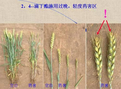 除草劑無時(shí)不刻發(fā)生變化，激素類除草劑未來還會(huì)在農(nóng)業(yè)舞臺(tái)上繼續(xù)發(fā)揮更大作用